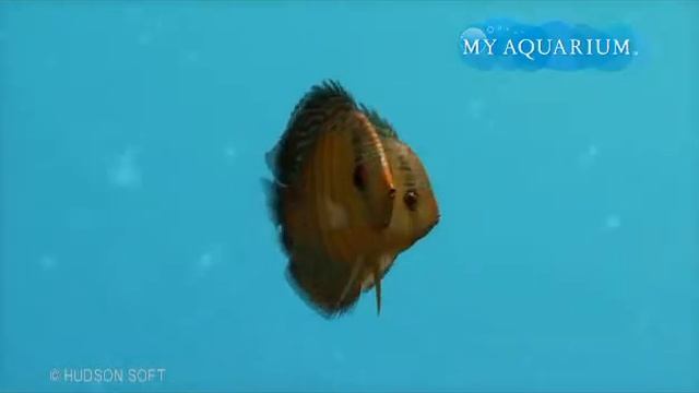 My Aquarium New Fish 02 смотреть онлайн