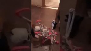 Скелет Валера