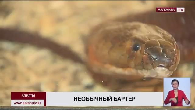 У посетителей алматинского зоопарка появилась возможность увидеть закрытую коллекцию опасных змей смотреть онлайн