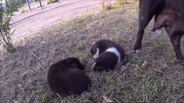 Амстаффтерьер и городские дворняги. / American staffordshire terrier and urban mongrels. смотреть онлайн