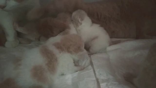 Маленькие британские котята открывают глазки смотреть онлайн