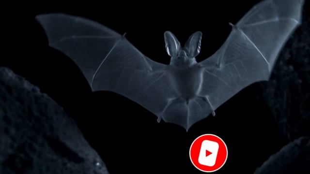 Летучая мышь – опасный вампир или сборщик нектара? Интересные факты о летучих мышах. Рукокрылые. смотреть онлайн