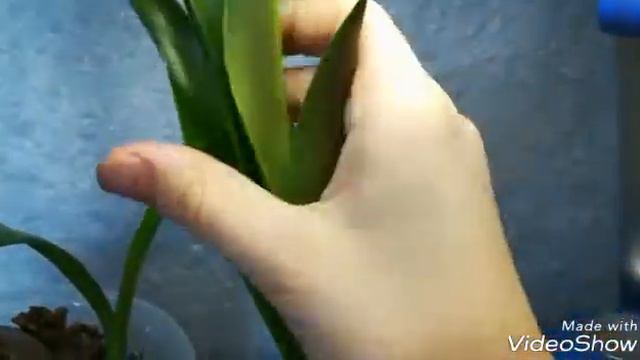 Обзор гиппеаструмов и уход смотреть онлайн