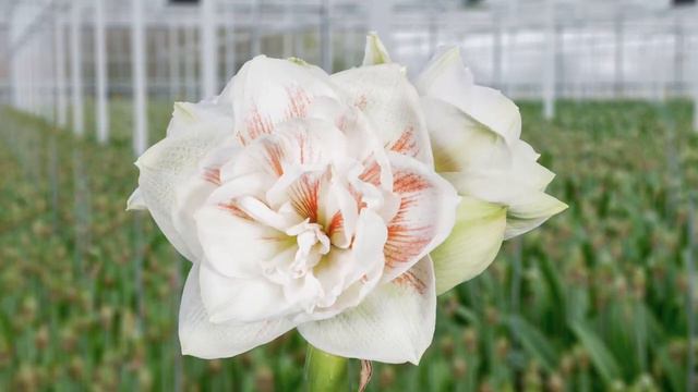 Double Amaryllis Nymph смотреть онлайн