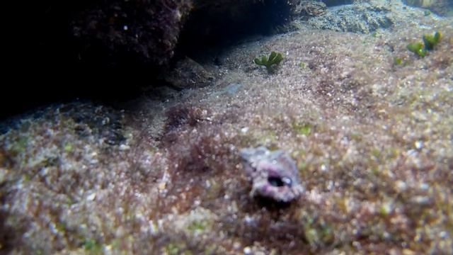 FHD0426 морские слизни и морские черви смотреть онлайн