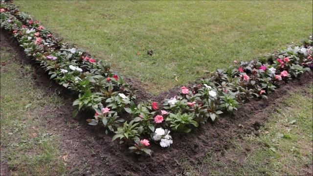 Цветы Павловского парка