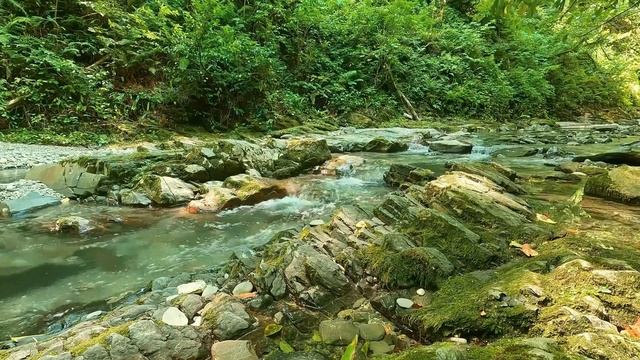 Звуки природы, Шум реки,Плеск воды,Пение птиц и цикад. Звуки летнего леса для сна,релакса,медитации смотреть онлайн