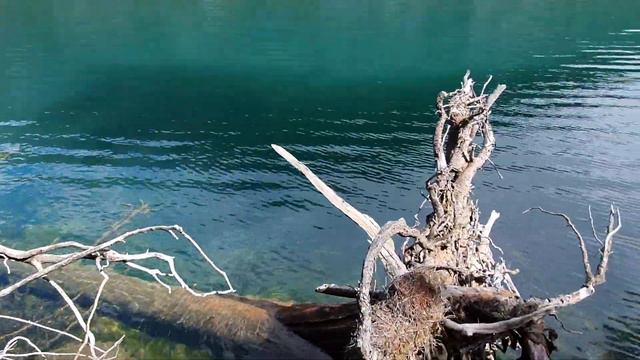 2020.Алтай.Мультинские_озера.Нижнее озеро.Затопленное дерево смотреть онлайн