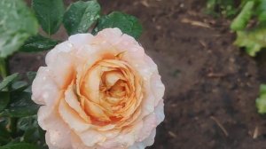 Роза Caraluna (Каралуна)????