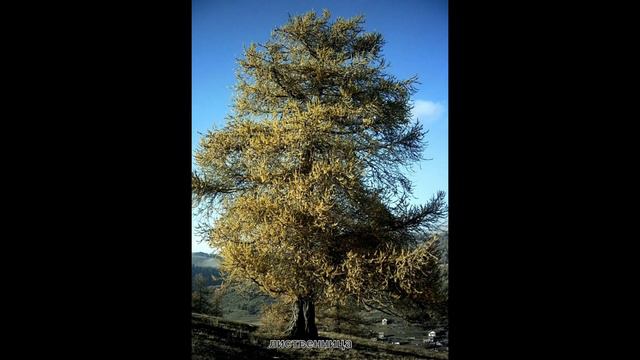 хвойные деревья/научное видео. Новый Мультик. смотреть онлайн