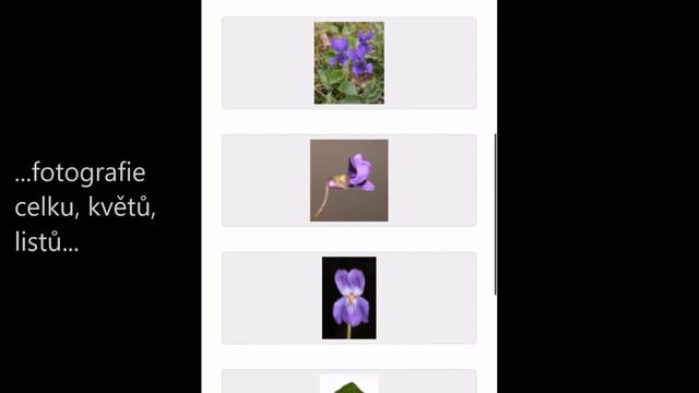 Botanická fotogalerie mobilní zařízení - prezentace projektu смотреть онлайн