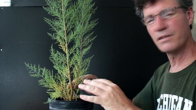 Starting a Tamarix Bonsai from nursery stock, Aug 2016 смотреть онлайн