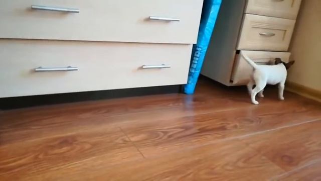 Toy fox terrier puppy, 1,5 month old смотреть онлайн