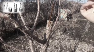 Прививка абрикоса за кору (копулировка)