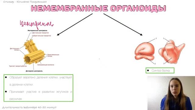 Органоиды клетки | Биология ЕГЭ с Юлианой Покровской смотреть онлайн