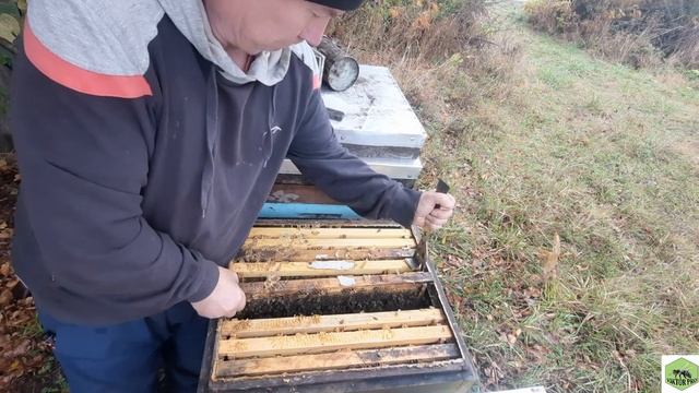 Проблеми пізнього розплоду в бджолородинах смотреть онлайн