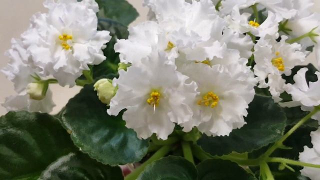 Фиалка Arctic Frost смотреть онлайн
