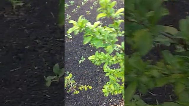 Императорское дерево Павловния в Донецке! смотреть онлайн