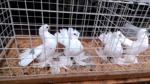 Смотри не пропусти! Луганска выставка 2 декабря 2017года смотреть онлайн