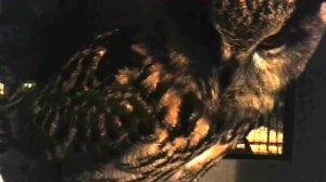 Ёль общается. У-юй!