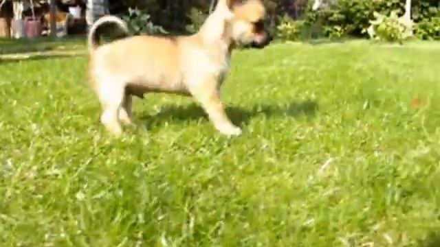 Чихуахуа 2 мальчика и мленькая девочка 3,5 мес в продаже. смотреть онлайн