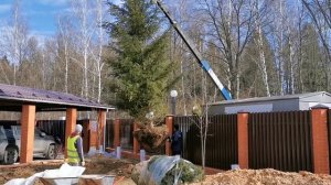 Пересадка большой ёлки