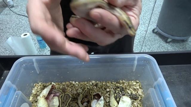 I Hatched Out A $25,000 Ball Python ... BUT! смотреть онлайн