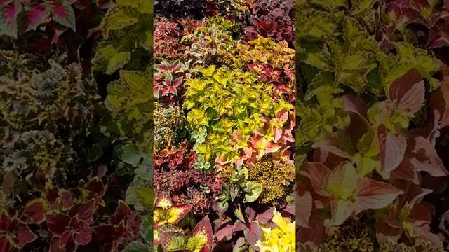 Колеусы смотреть онлайн