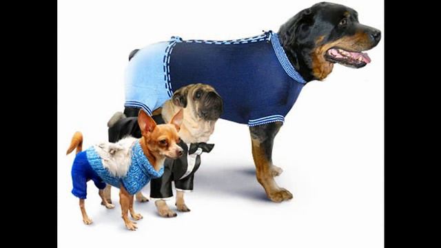 одежда для собак через интернет смотреть онлайн