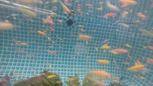 Озонатор-панацея от всех неприятностей в аквариуме!? Чудеса творящие озоном!