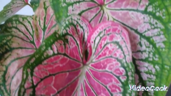 Caladium Thai Beauty