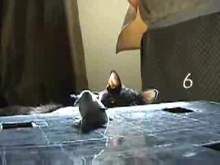 Геймер кошка смотреть онлайн