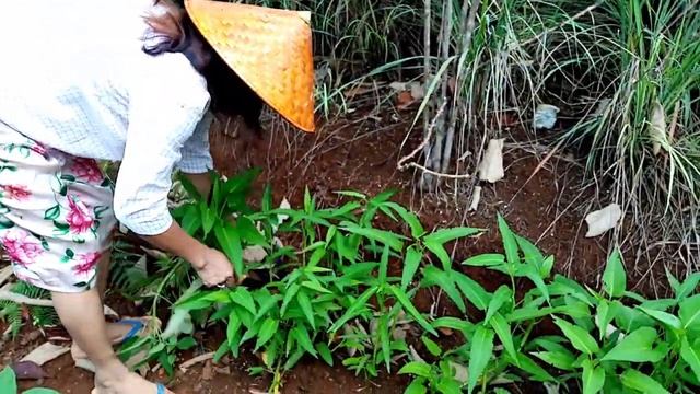 LITTLE GARDEN | PLANTING & HARVESTING KANGKONG & MONGGO | Experiences & Hobbies смотреть онлайн
