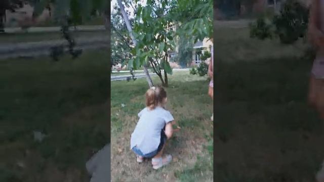 Карликовые курочка и петушок. смотреть онлайн
