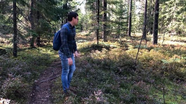 Зеленогорск ВЛОГ Август 2021 Озеро Прекрасная прогулка в лесу смотреть онлайн