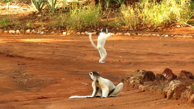 Dancing Sifaka - Berenty - Madagascar смотреть онлайн