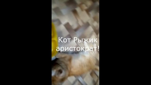 Кот Рыжик аристократ! смотреть онлайн