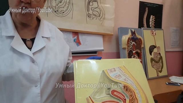 Во сколько раз увеличивается в размерах матка при беременности? ?? смотреть онлайн