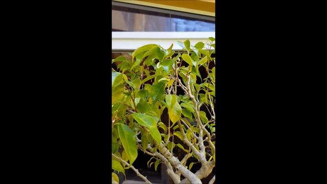 Ficus Benjamina смотреть онлайн