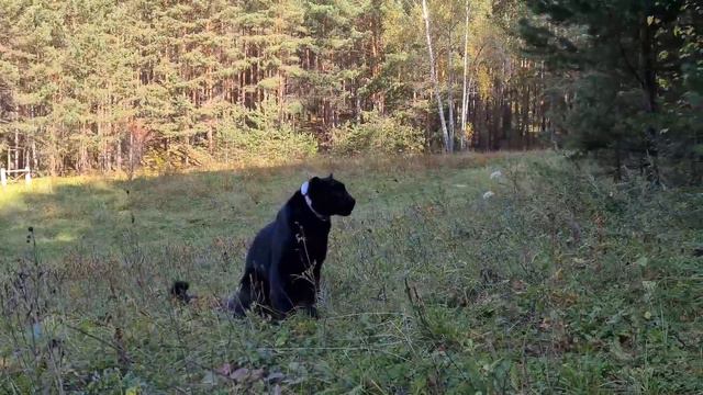 Panther Luna's Taiga 🌲🐆 Part 2 / Squirrel Hunting 🐿