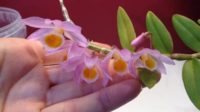 Dendrobium loddigesii in Bloom / in Semi Hydroponics смотреть онлайн