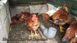 Голошейка цветной бройлер