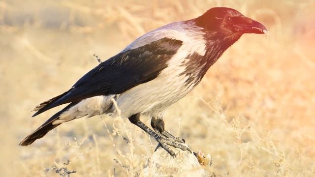 Ворона каркает, crow scream смотреть онлайн