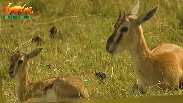 Гепард Охотится на Антилопу Разгоняясь до 90 км⁄ч смотреть онлайн