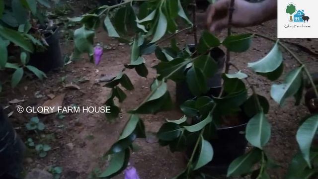 Rubber Vine Or Cryptostegia Grandiflora  - Info In Malayalam