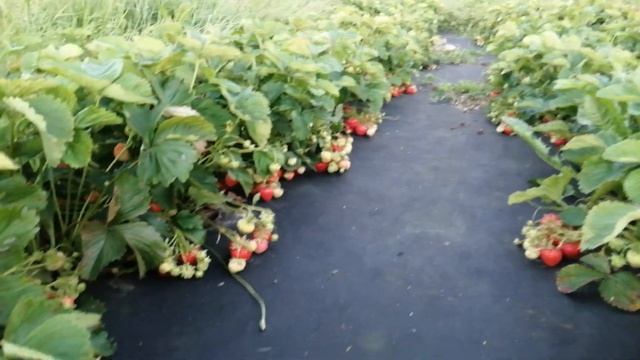 Обзор моей клубничной плантации по годам и сортам смотреть онлайн