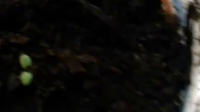 Процент всхожести семян фирм "Аэлита", "Гавриш", "Русский огород" Обзор. смотреть онлайн