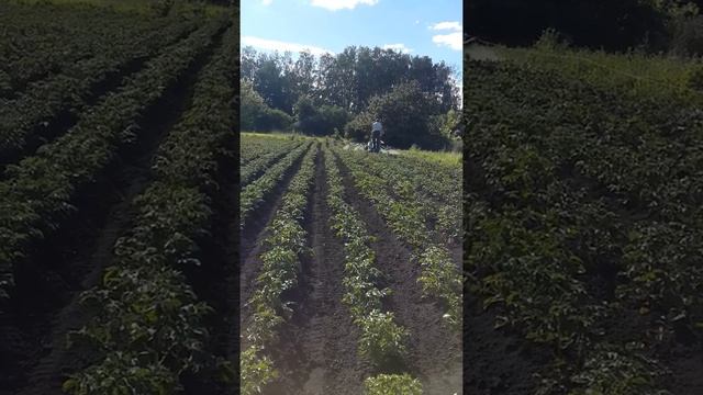 Опрыскиватель жука для мб2 нева смотреть онлайн