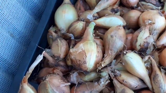 Многосемейный лук. Подготовка к хранению. смотреть онлайн