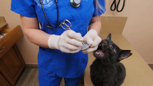 How To Treat Generalized Skin Infections On Cats